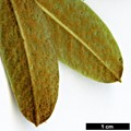 SpeciesSub: var. hemidartum 
